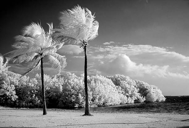 infrarrojos palmeras en la playa de florida - bizarre landscape sand blowing fotografías e imágenes de stock