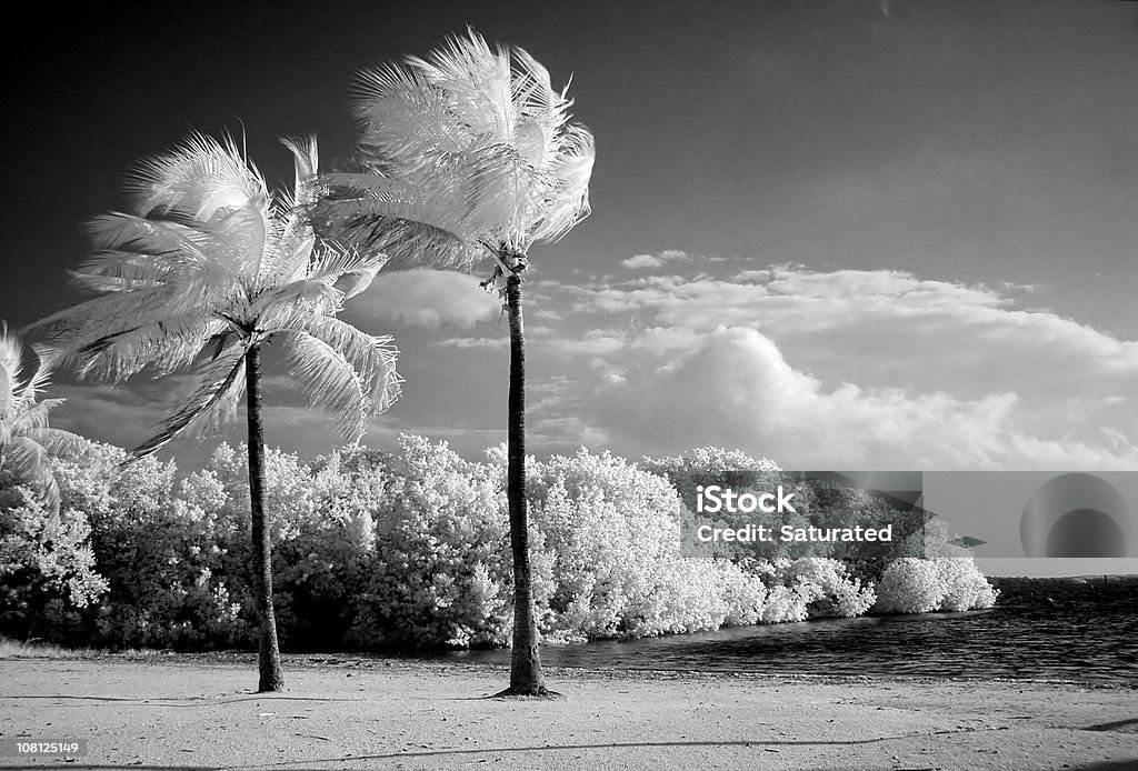 Image infrarouge palmiers sur une plage de Floride - Photo de Image en noir et blanc libre de droits