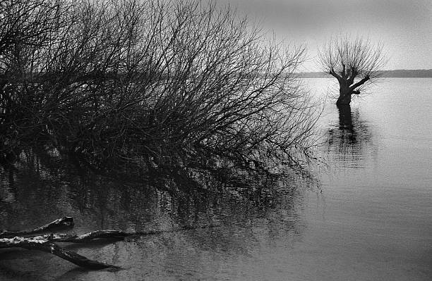 árbol encimeras de pie en el agua - willow tree weeping willow tree isolated fotografías e imágenes de stock