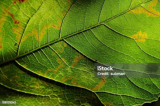 Photo libre de droit de Feuille banque d'images et plus d'images libres de droit de Feuille - Feuille, Couleur verte, Croisillon - Motif