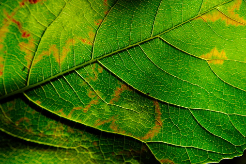 A close-up image of a green leaf.