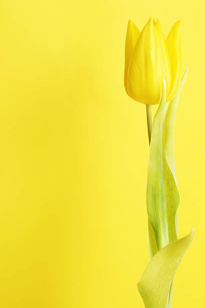 Tulip Flower on Yellow Background, Copy Space stock photo