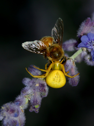 Adult Female Stingless Bee of the Genus Trigona