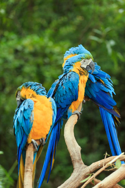 istock Parrots in the zoo 1081253254