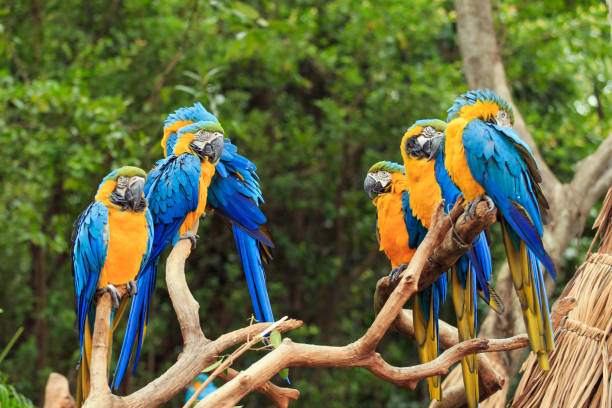 istock Parrots in the zoo 1081253264