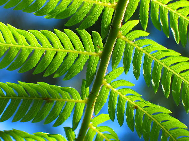 close-up of fern in new zealand stock photo