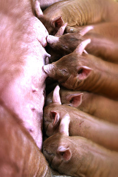 istock Baby Piglets Feeding From Mother Pig 108125356
