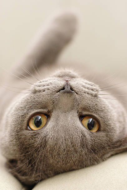 Cute gray cat laying upside down with face looking ahead stock photo