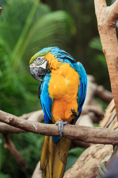 istock Parrots in the zoo 1081254376