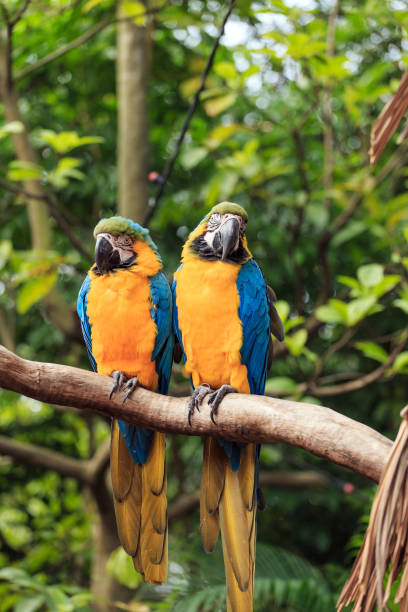 istock Parrots in the zoo 1081254380