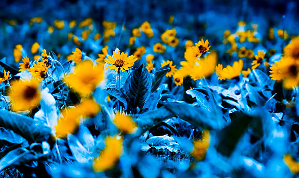 Pole Sunflowers, koloryt – zdjęcie