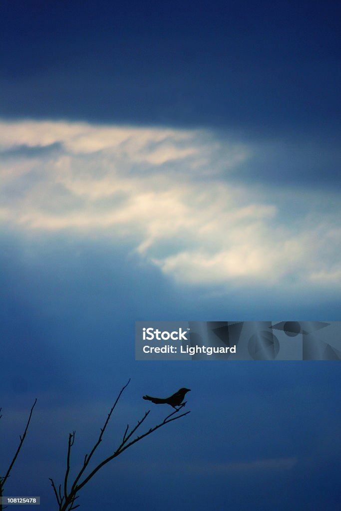 Asas de pássaro com disseminação midair contra um céu azul brilhante. - Royalty-free Saskatchewan Foto de stock