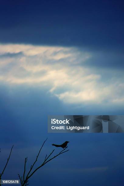 Asas De Pássaro Com Disseminação Midair Contra Um Céu Azul Brilhante - Fotografias de stock e mais imagens de Saskatchewan