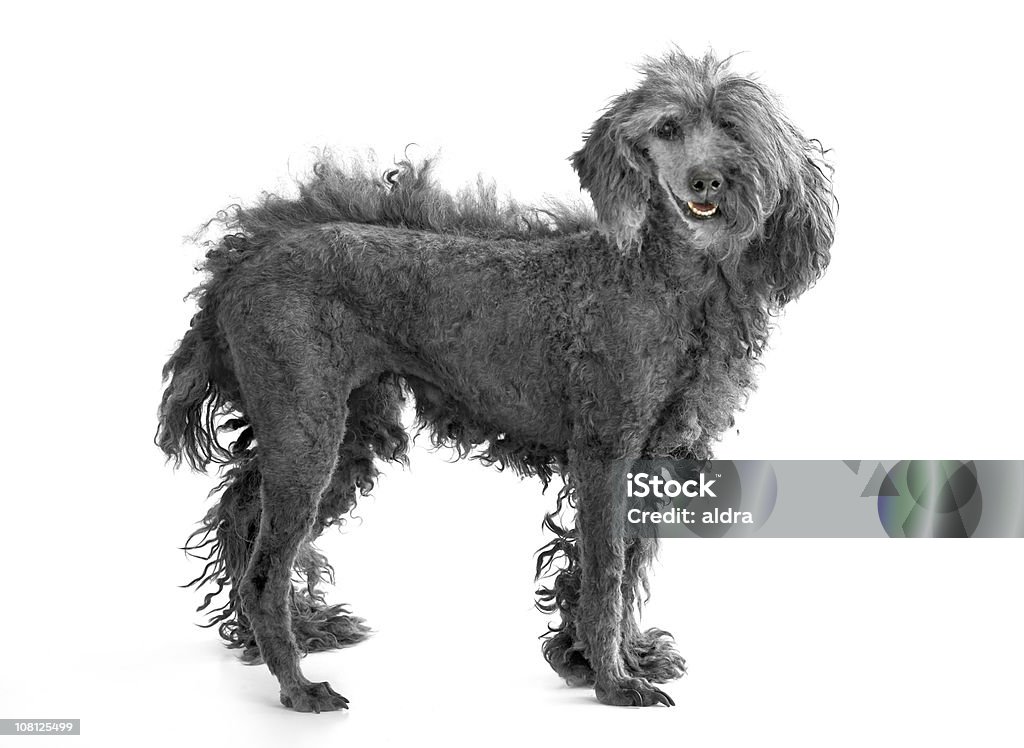 Chien avec la moitié seulement de sa coupe de cheveux et rasé - Photo de Moitié plein libre de droits