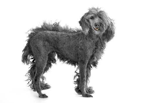 Curly haired dog resting out in a field.