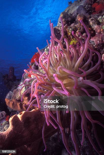 Foto de Anêmonaderosa e mais fotos de stock de Anêmona - Cnidário - Anêmona - Cnidário, Beleza natural - Natureza, Belize