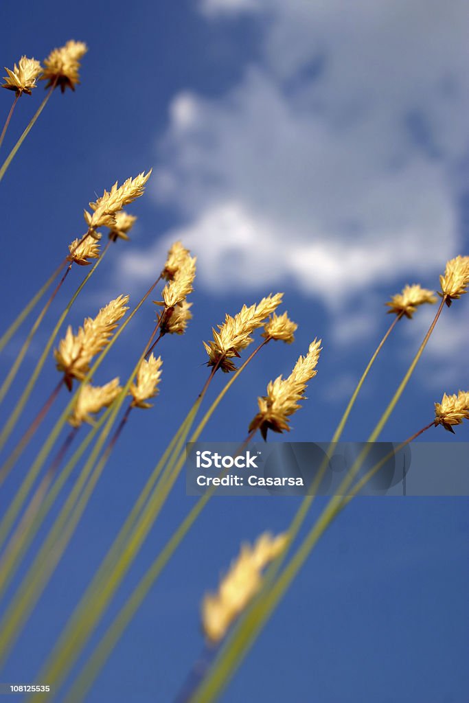 Prairie Gras Beine gegen blauen Himmel mit Wolken - Lizenzfrei Aufnahme von unten Stock-Foto