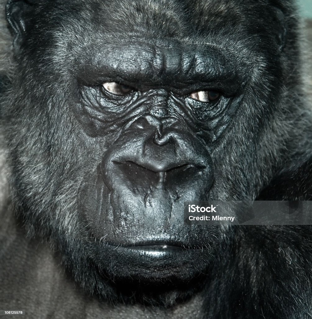 Retrato de Gorilla - Foto de stock de Gorila libre de derechos