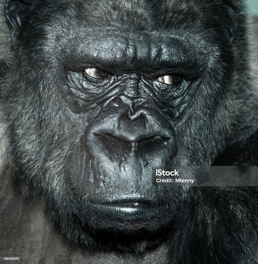 Portrait de Gorille - Photo de Gorille libre de droits