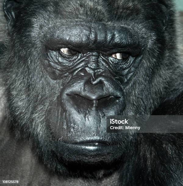 Foto de Retrato De Gorila e mais fotos de stock de Gorila - Gorila, Cabeça de animal, Retrato