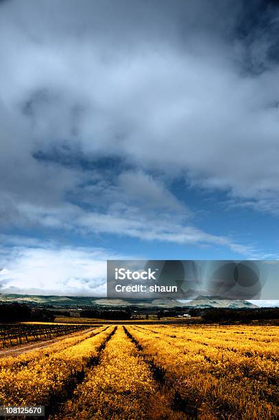 Campos De Oro Foto de stock y más banco de imágenes de Aire libre - Aire libre, Amarillo - Color, Azul