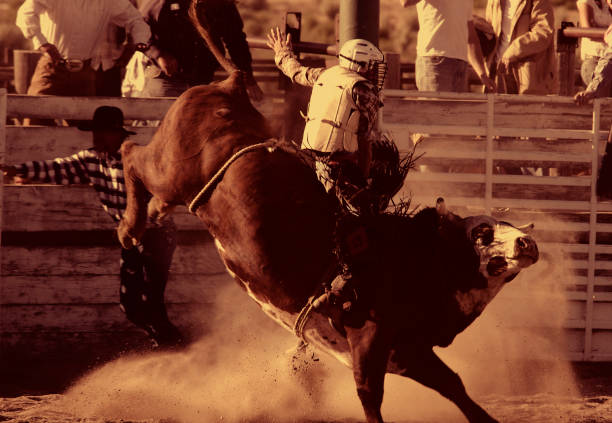 Bull Riding II (Burnt Sienna) stock photo