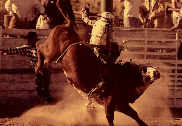 Bull Riding II (Burnt Sienna)  texas cowboy stock pictures, royalty-free photos & images