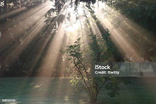 God S Love - Fotografie stock e altre immagini di Albero - Albero, Luce solare, Proiezione - Effetto luminoso