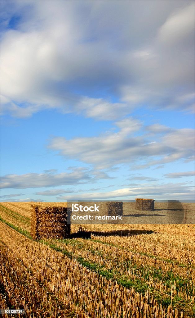 bales in coda - Foto stock royalty-free di Equilibrio