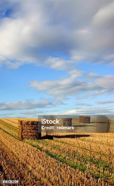 Bales In Coda - Fotografie stock e altre immagini di Equilibrio - Equilibrio, Estate, Fattoria