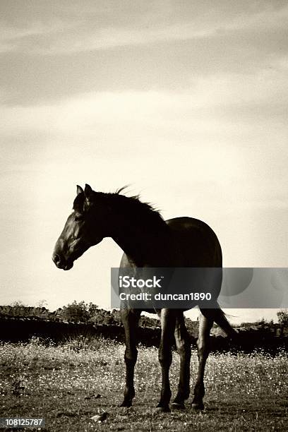 Retrato De Cavalo Em Pé No Campo Tons - Fotografias de stock e mais imagens de Cor preta - Cor preta, Mustang, Cavalo - Família do Cavalo