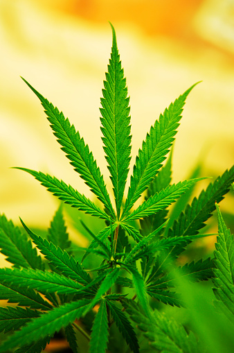 Fresh plant of cannabis