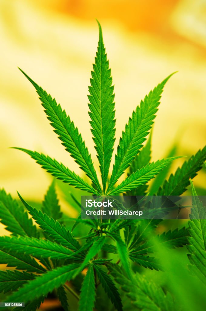 Plants Fresh plant of cannabis Marijuana - Herbal Cannabis Stock Photo