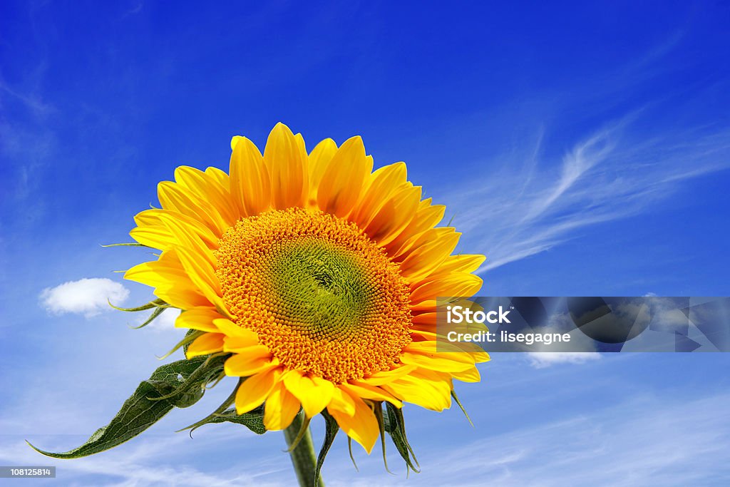 Sunflower Against Blue Sky  Blue Stock Photo