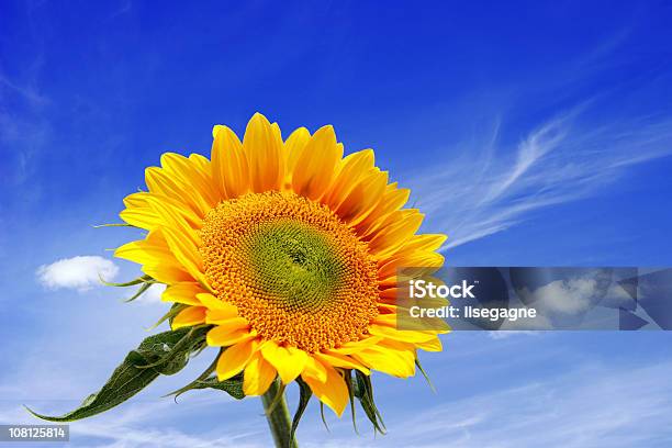 Sunflower Against Blue Sky Stock Photo - Download Image Now - Blue, Close-up, Cloud - Sky