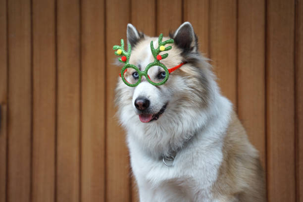 istock Funny Christmas decoration on mix breed dog head 1081258290