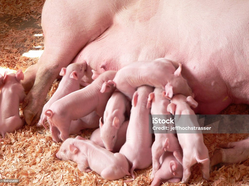 Bébé à nourrir les porcs avec mère - Photo de Porcelet libre de droits