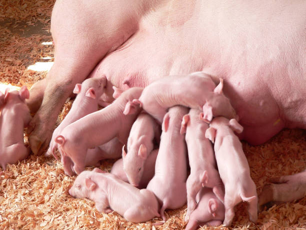 Baby Pigs Feeding with Mother stock photo