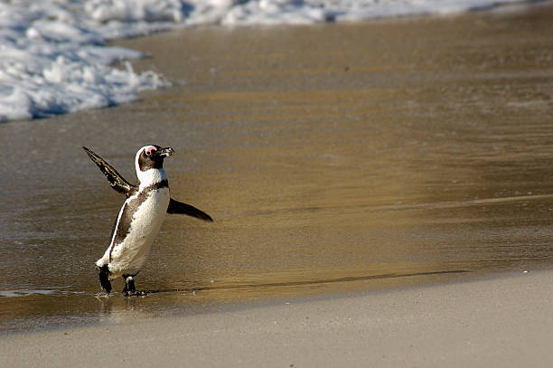 Penguin Walking Along Beach stock photo