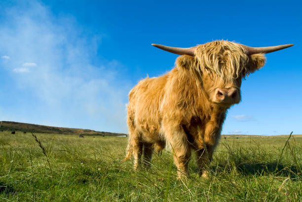 A view of a Highland Cow in Scotland