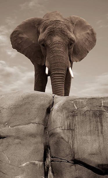 istock Elephant Standing on Rock Cliff, Sepia Toned 108125999