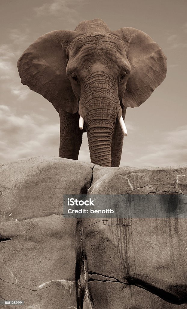 Słonie stojące na Rock Cliff, Sepia - Zbiór zdjęć royalty-free (Afryka)