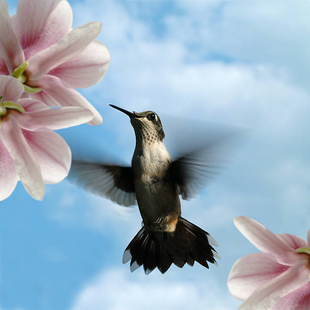 Hummingbird in Flight with  Flowers and Blue Sky Background stock photo