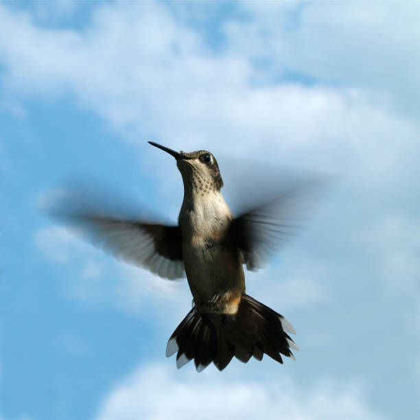 Hummingbird in Flight with Cloudy Blue Sky Background stock photo