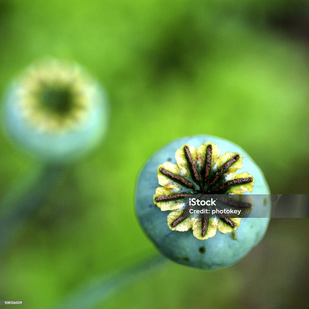 Teste semi di papavero, tonalità - Foto stock royalty-free di Ambientazione esterna