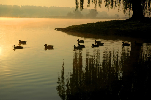 Ducks glide across the lake on a cool fall morning in Pennsylvania