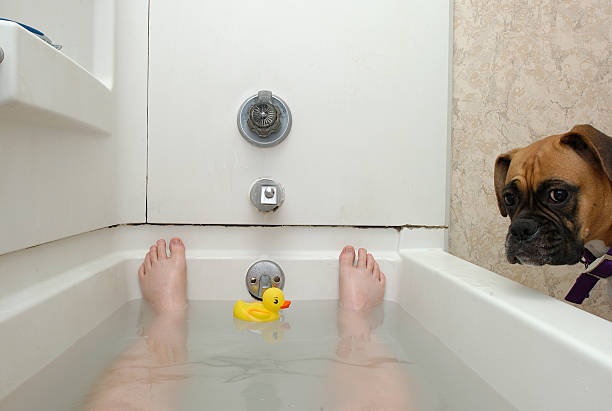 em banheira com cão - bath toy imagens e fotografias de stock