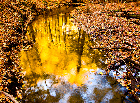 Lake with blue water. Pond. Autumn natural background. Yellow autumn foliage. Beautiful nature. Fairy forest. Sunny day