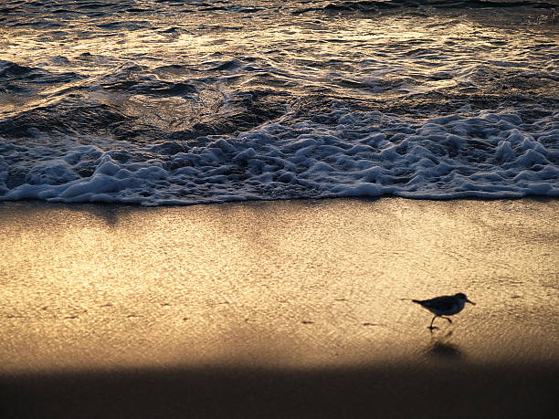 Surf edge at first light  shore bird stock pictures, royalty-free photos & images