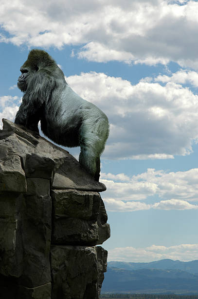 gorilla on rocks stock photo